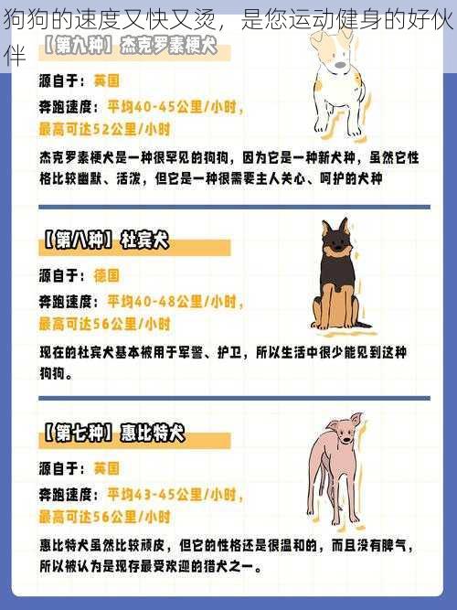 狗狗的速度又快又烫,是您运动健身的好伙伴